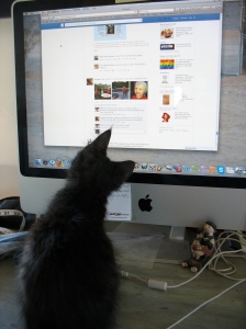 Mossi, little black wonder kitty, assessing the effectiveness of social media.