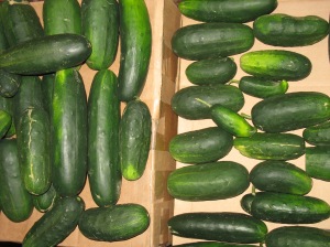 cukes, not pretty enough for stores, but fine of taste for a picky farm-grown palate